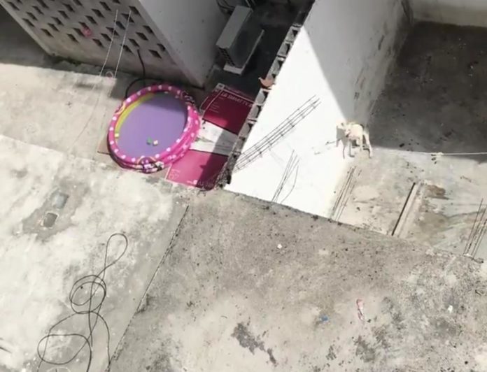 Denuncian en redes el maltrato que sufre una mascota en Cancún