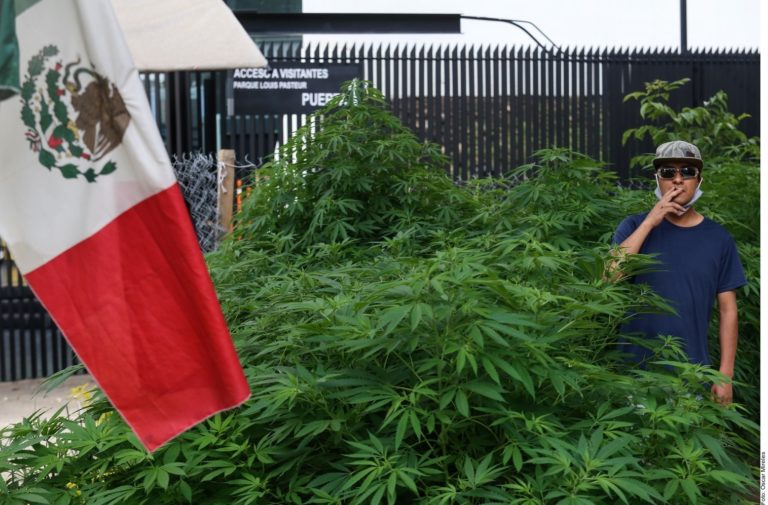 ‘Da frutos’ jardín de marihuana frente al Senado de la República