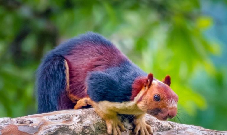 Ardilla dio positivo a peste bubónica en Estados Unidos