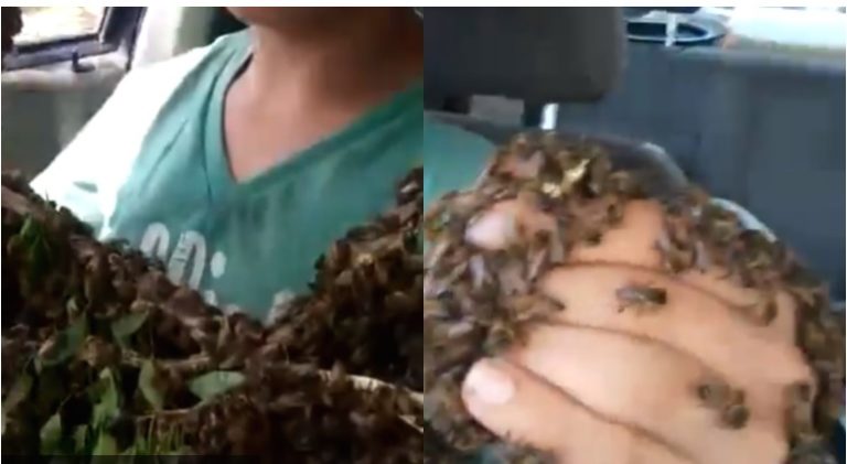 Video: Padre e hijo rescatan enjambre de abejas sin protección