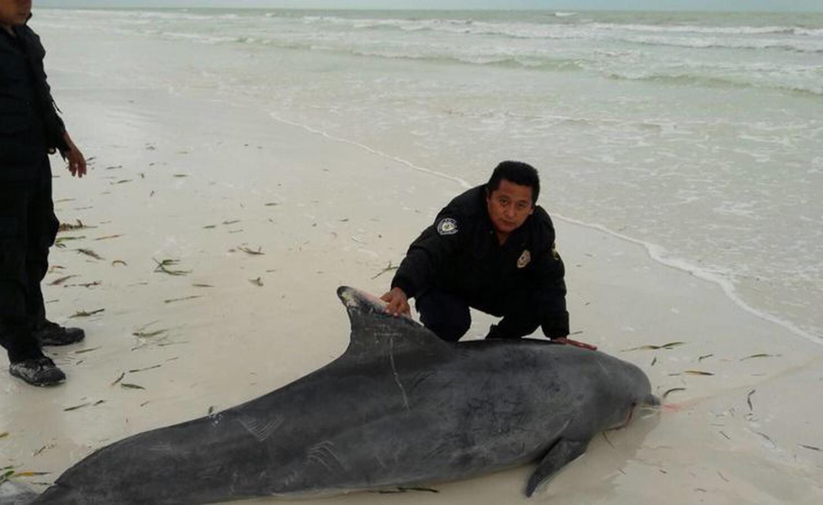 Delfín muere en Holbox a causa de la pesca ilegal