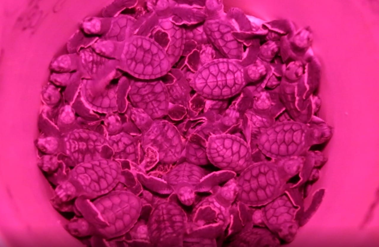 Más tortugas anidan en Cancún, ante mayor ausencia humana