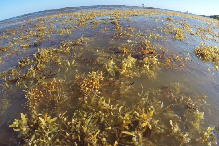 Advierte la UNAM que el sargazo tiene arsénico y otros tóxicos