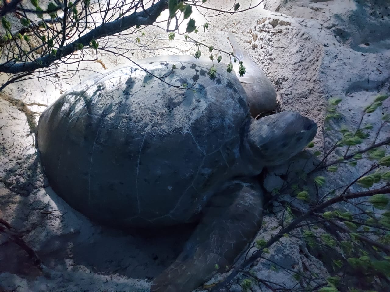 ¡Puerto Morelos ha protegido 950 nidos de tortuga marina en dos meses!