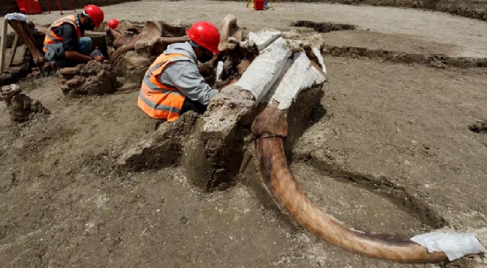 Mamuts, bisontes, camellos, caballos y otros hallazgos en Santa Lucía