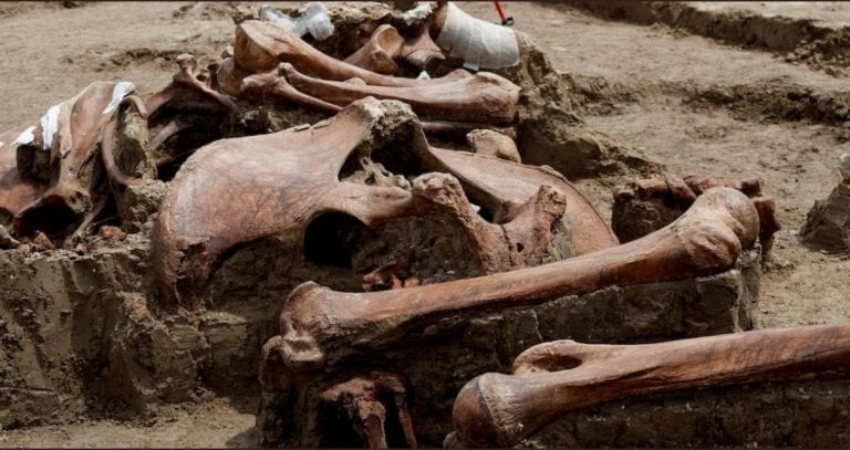 No solo mamuts; también han encontrado bisontes, camellos y caballos en Santa Lucía