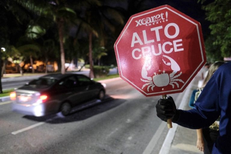 Invitan a cuidar al cangrejo azul en Cancún