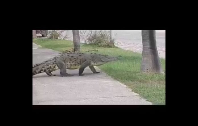 Fue captado dando la vueltas por las calles de Cancún, un señor cocodrilo gigante que sorprendió a propios y extraños con su presencia.