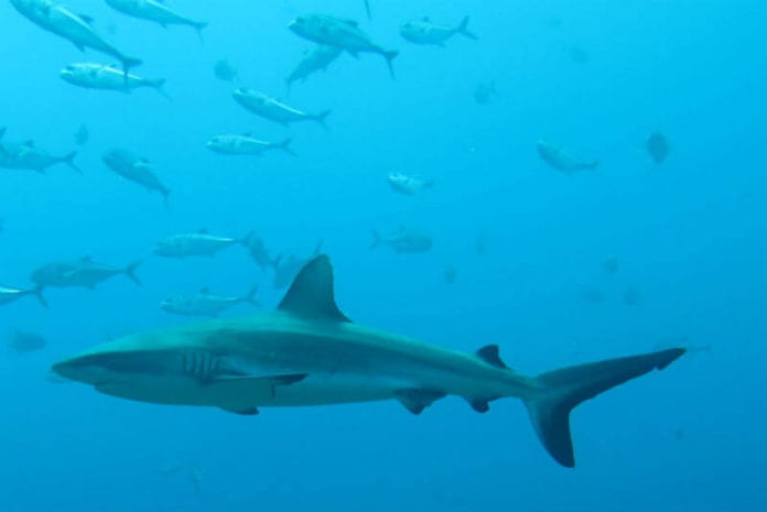 Tiburón blanco sorprende a pescadores marinos