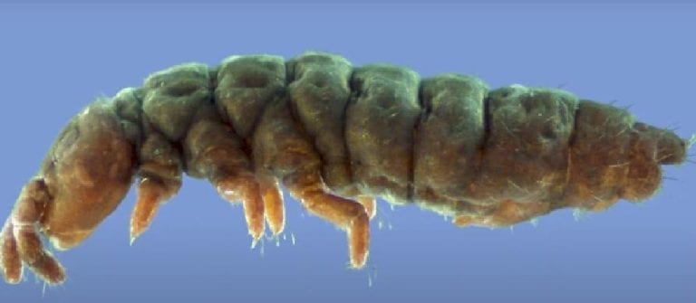 Una criatura que pensaban que ya no existía fue redescubierta; estaba congelada