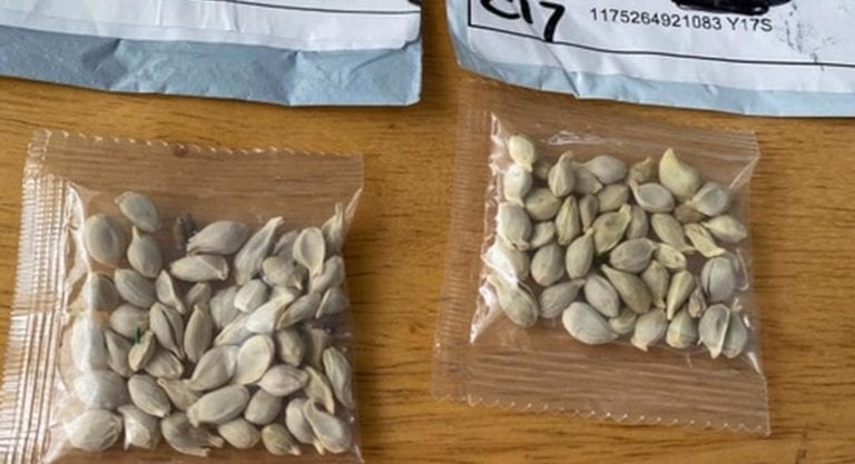 Semillas chinas han llegado a los hogares de varias personas en el mundo a través del correo