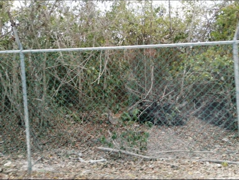 Denuncian penalmente a Greg Sánchez por daños en un terreno en Cozumel