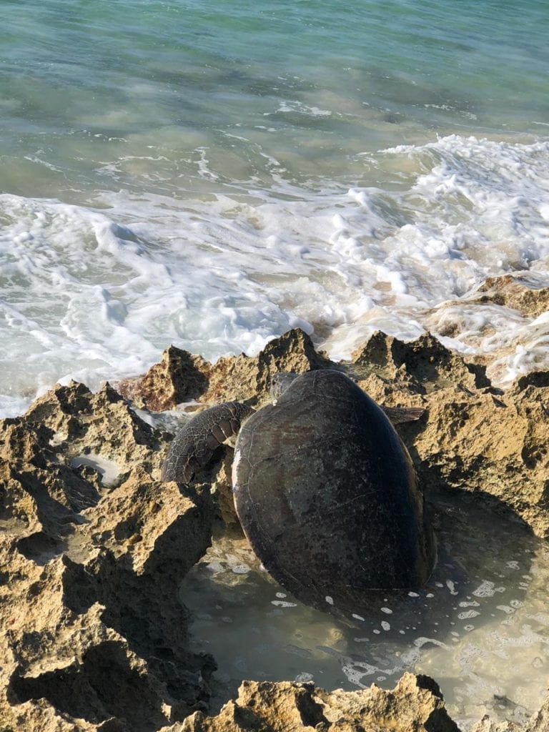 Una tortuga blanca que acudió a una playa a desovar se quedó atrapada en un hueco, junto a unas piedras, por lo que personal de la Subdirección de Ecología municipal tuvo que ayudarla a salir.
