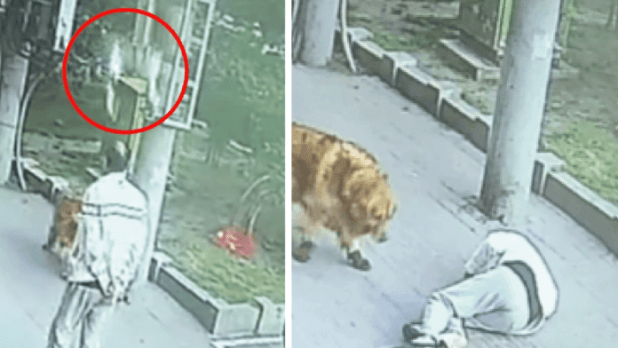 Gato noquea a viejito