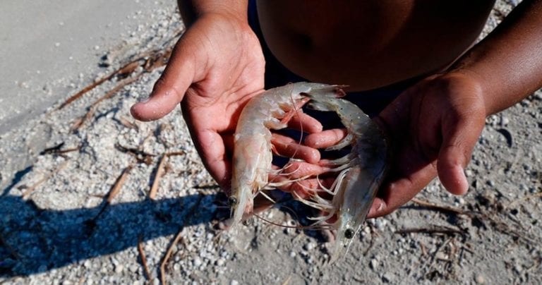 Detectaron en China restos de coronavirus en camarón importado de Ecuador