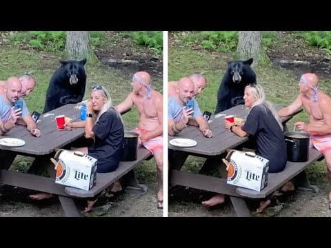 Video viral: Oso amigable se une a picnic familiar y hasta se come un sándwich