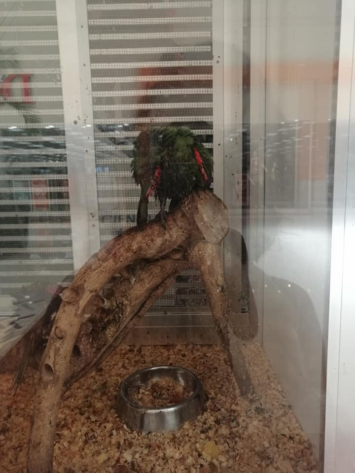 Tienda “Exotik” una vez más en el ojo del huracán por posible maltrato animal