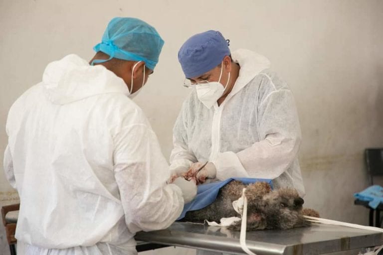 Con dinero ahorrado de pirotecnia, más de 300 mascotas fueron esterilizadas en Tulum