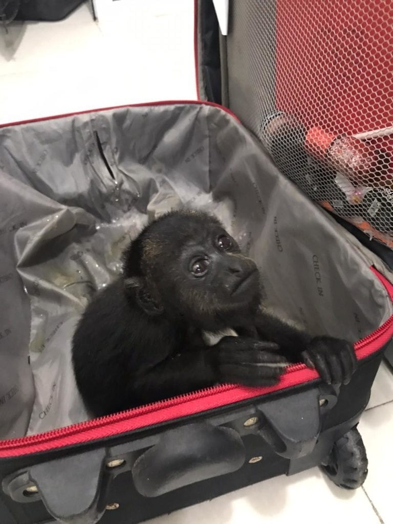 Galería: Así transportaban a monos aulladores en una maleta en Quintana Roo