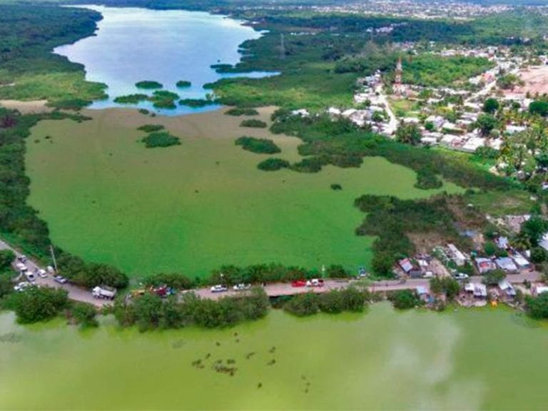 Quintana Roo: Problema ambiental por “lechuga marina” amenaza con complicarse