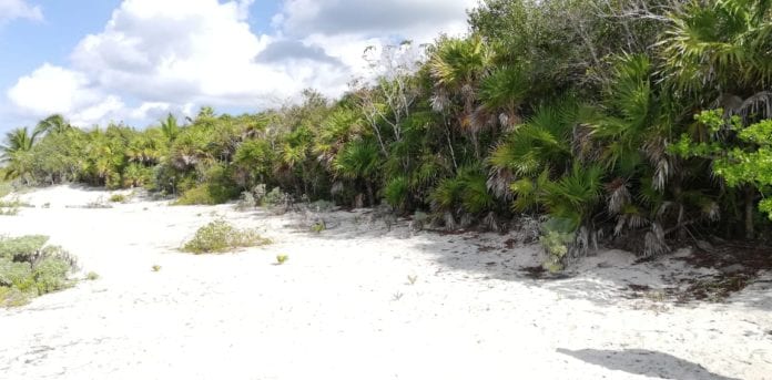 proyecto ecocida en Cozumel