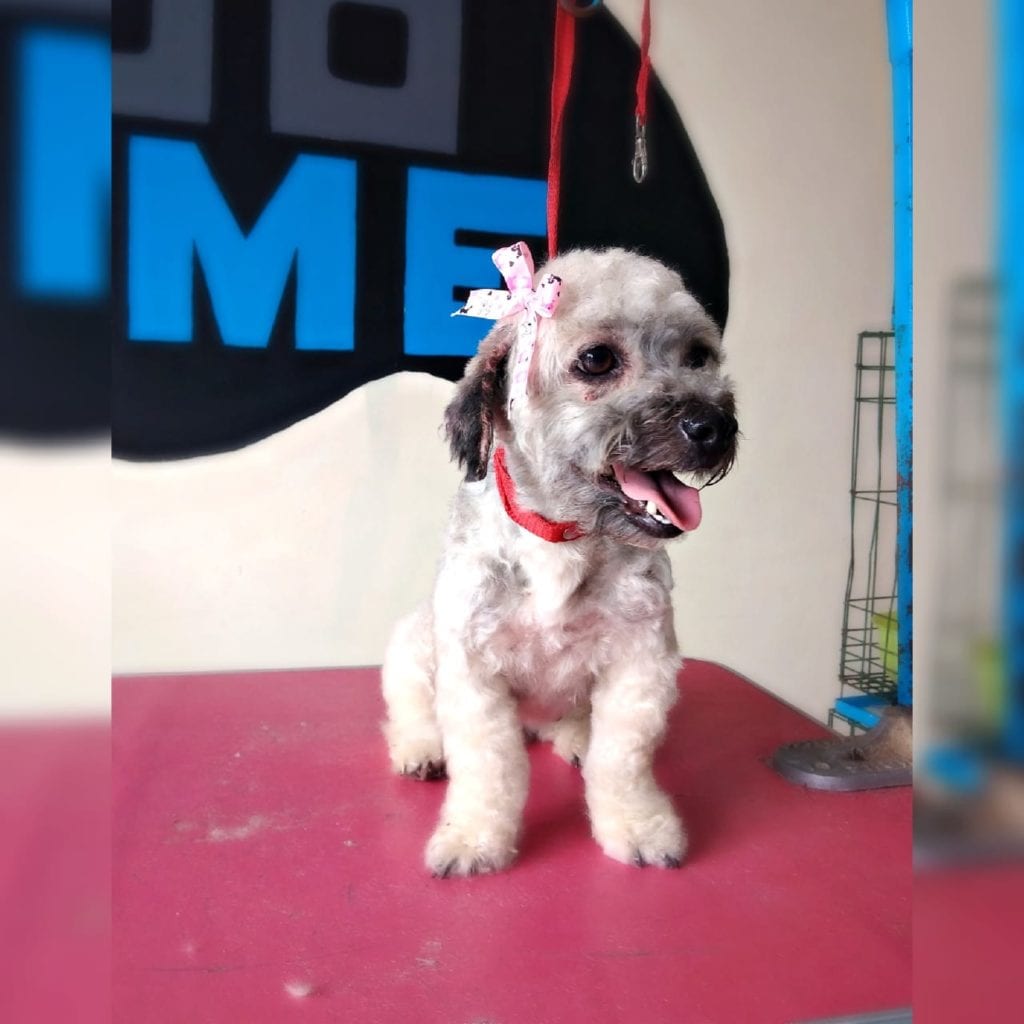 Y es que, el trabajo de un estilista canino o perruno no es sencillo, pues en Estética Canina Zoo Home, por ejemplo, tras cortar las uñas de las mascotas usan pulidora eléctrica "porque son menos invasivas que los manuales, indoloras y no producen tanto ruido que estrese al animalito".