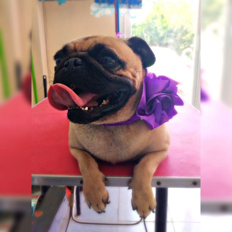 Si eres de los fans de "hágalo usted mismo" hasta para cortar las uñas de tu perro o gato, o para ahorrarte dinero prefieres cortárselas tú ¡Cuidado! ¿Sabías que tienen vasos sanguíneos en ellas y puedes provocarles un daño? 