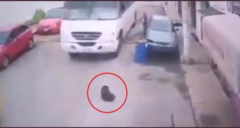 Un perrito que descansaba a media calle fue arrollado por el chofer de un camión