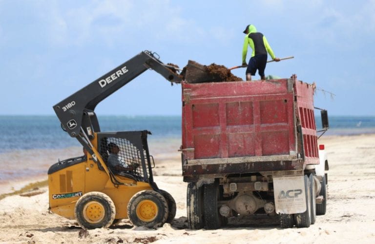 Continúa Puerto Morelos retirando el sargazo de sus playas