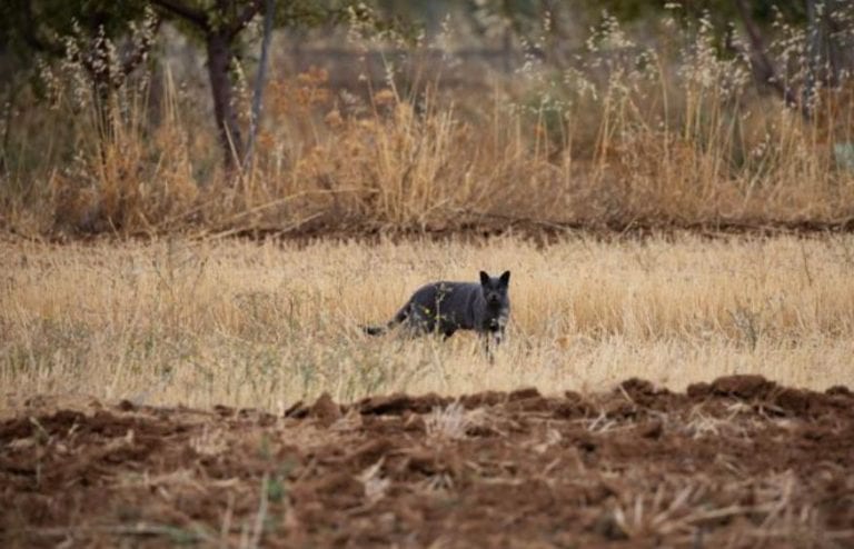 ‘Pantera’ que aterrorizó poblado en España resulta ser en realidad un gato negro