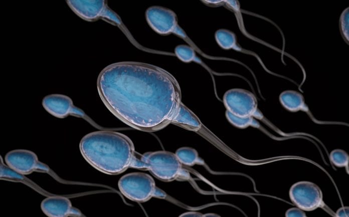 Descubren espermatozoides de hace 100 millones de años