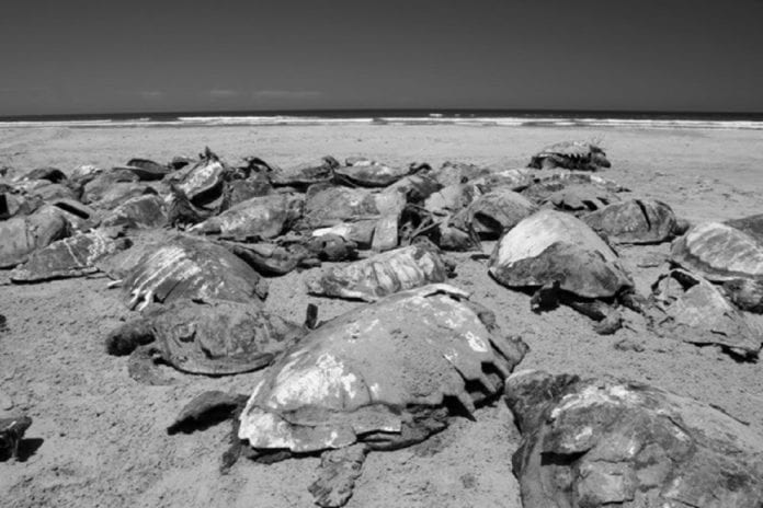 En seis meses han fallecido más de 350 tortugas caguama en Baja California Sur, en el mismo sitio donde recientemente se dio la noticia de que hallaron lobos marinos muertos.