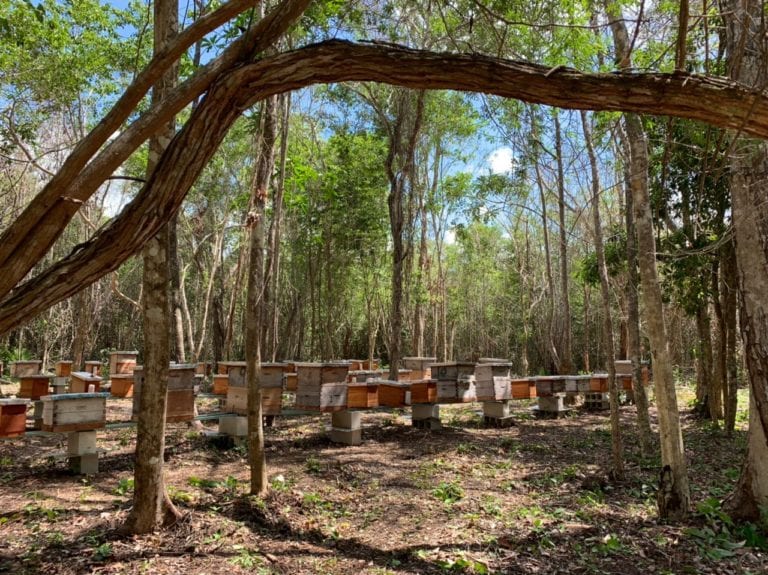 erá el próximo lunes 14 de septiembre cuando The Nature Conservancy (TNC) México y el gobierno del Quintana Roo presenten los avances sobre los apoyos de Governors' Climate & Forests Task Force (GCF) “Ventana A”, del proyecto “Generación de capacidades técnicas y financieras para la implementación de la estrategia jurisdiccional REDD+ en Quintana Roo”.