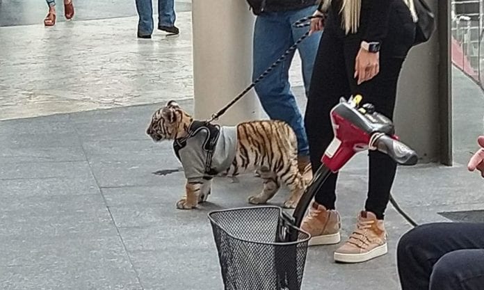 Un pequeño tigre fue visto en las calles de la Cdmx; lo pasean como si fuera un animal doméstico