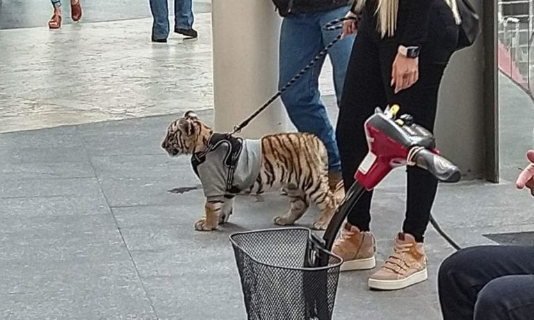 Un pequeño tigre fue visto en las calles de la Cdmx; lo pasean como si fuera un animal doméstico