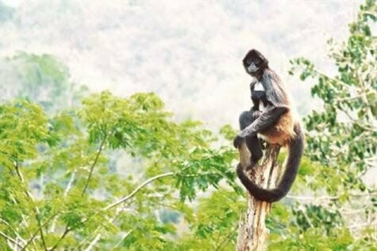 Sin duda la devastación provocada por la edificación en la selva y manglares impacta a la flora y fauna local, pero entre las malas noticias, existe una buena, como el aumento de la población de mono araña en Xcalacoco, como ha mostrado un especialista en materia.