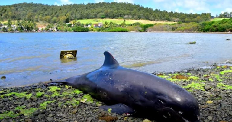 Muere madre delfín junto a su hijo al intentar salvarlo del derrame de petróleo en Isla Mauricio