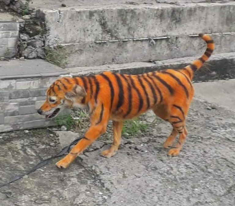 Denuncian maltrato animal en perro pintado como tigre tras viralizarse