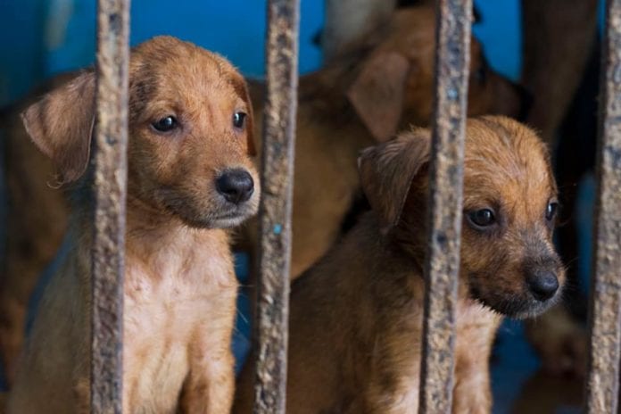 La pandemia no solo trajo crisis sanitaria y económica, también abandono de animales domésticos y para muestra, hay que darse una vuelta al CEBIAM, donde entre decenas de ejemplares adultos hay 11 cachorros, como denunció la ONG, Mi Amigo de la Calle, quien dijo que 