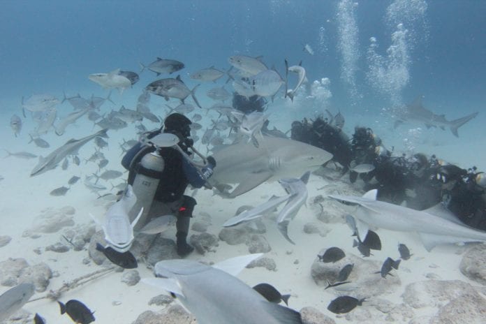 Está por iniciar la temporada de buceo con tiburón ballena en Playa del Carmen, Quintana Roo, un destino ideal para realizar esta actividad tan memorable.