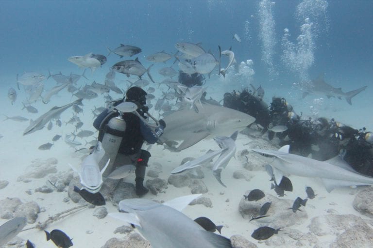 ¡Mañana inicia la temporada de buceo con tiburón toro en Playa del Carmen!