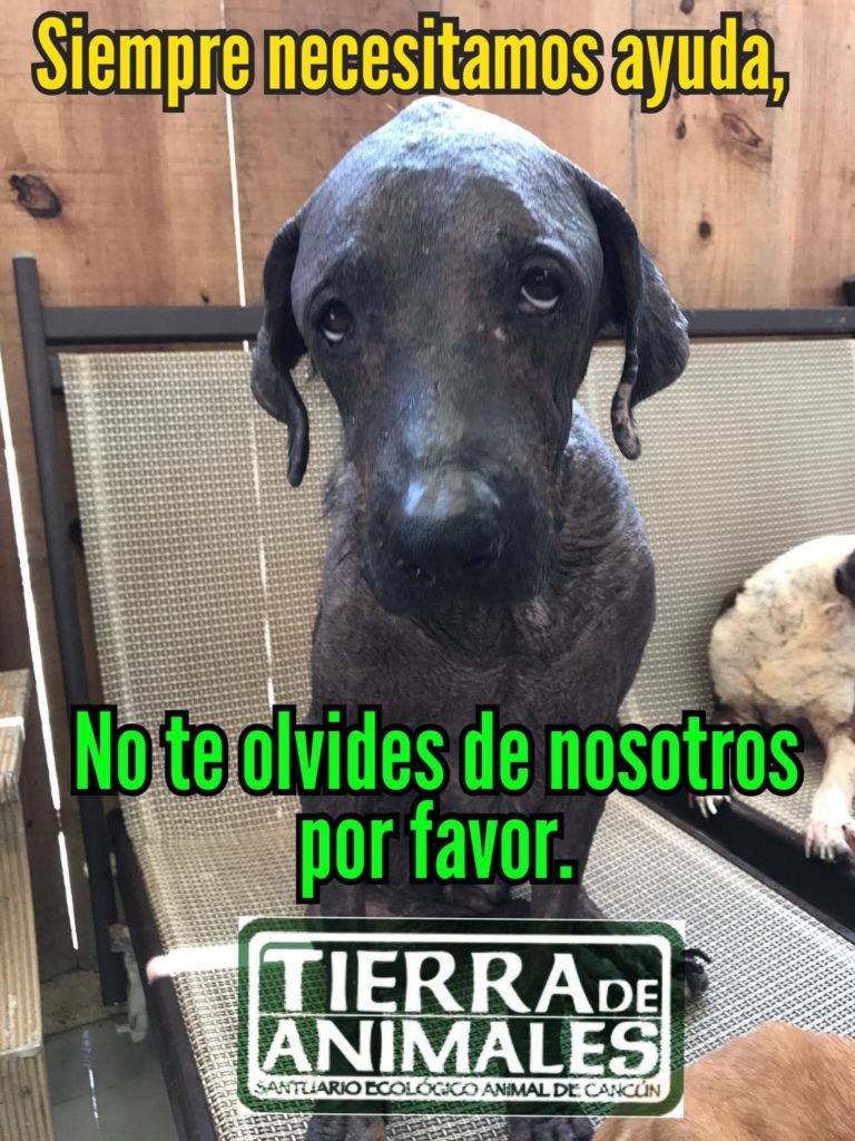 Ayuda a Tierra de Animales, hoy más que nunca lo necesitan