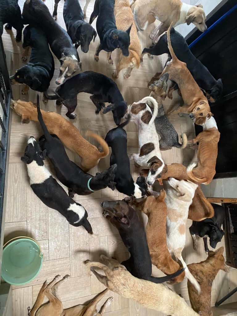 Ayuda a Tierra de Animales, hoy más que nunca lo necesitan