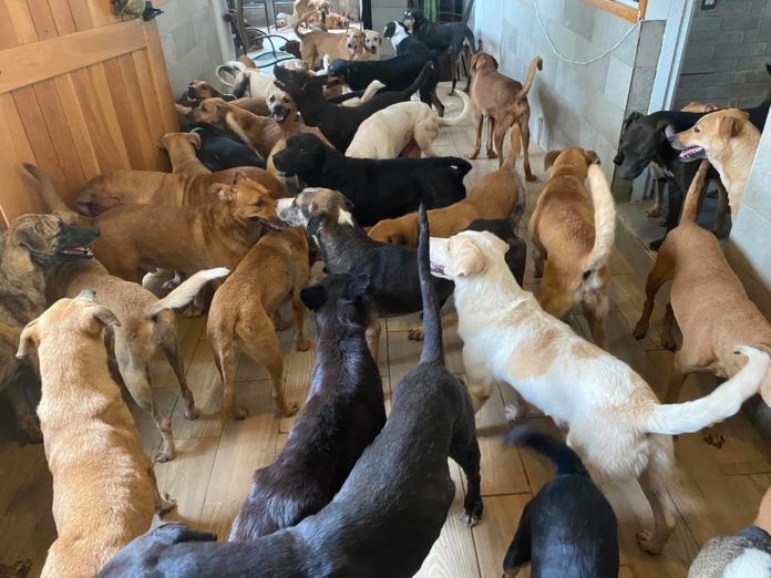 Los encargados del Refugio Tierra de Animales solicitan ayuda pues quedaron muy afectados tras el paso de los recientes huracanes