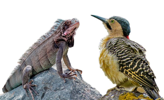 aves y reptiles
