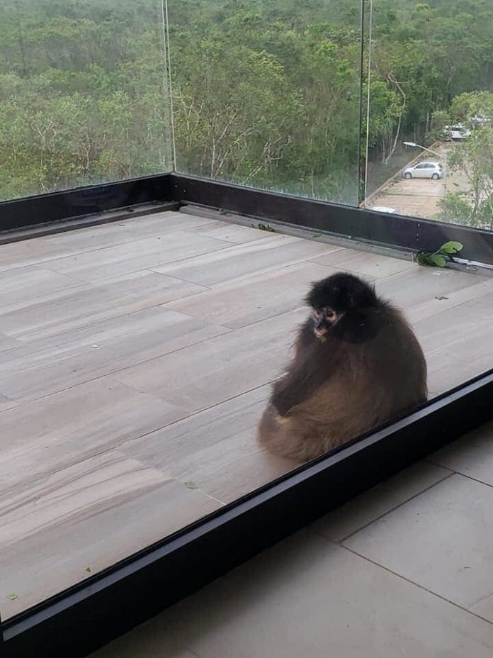Un tierno monito hambriento y desubicado, se resguardó del huracán 