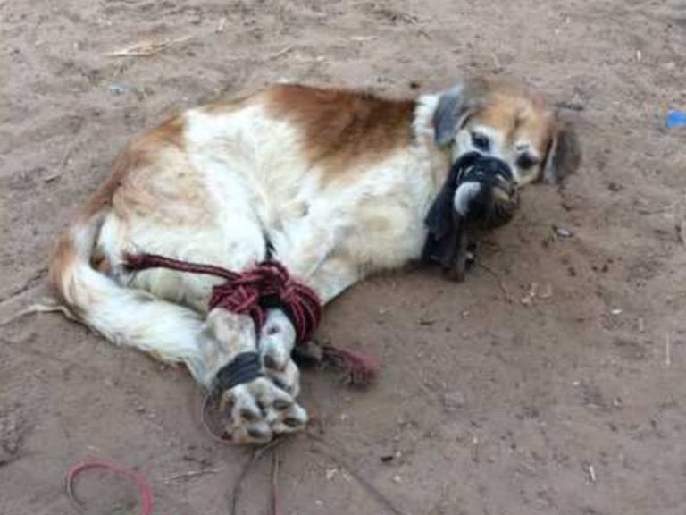 ¡Maltrato animal! Amordazan y arrojan a un perro en terreno baldío
