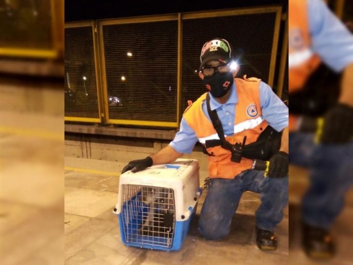 Foto: (Especial) Un total de 62 perritos son rescatados en el Metro; un can fue rescatado el viernes en el resquicio del cajón de las vías.