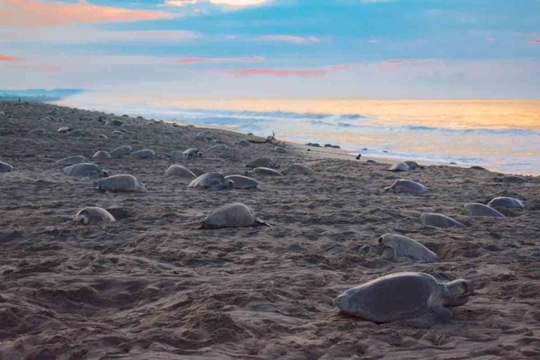 Grandiosas imágenes de la cuarta arribada de tortugas Golfina a Oaxaca