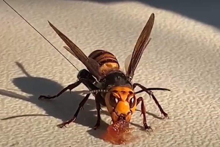 Encuentran en EU por primera vez un nido de avispón “asesino” asiático